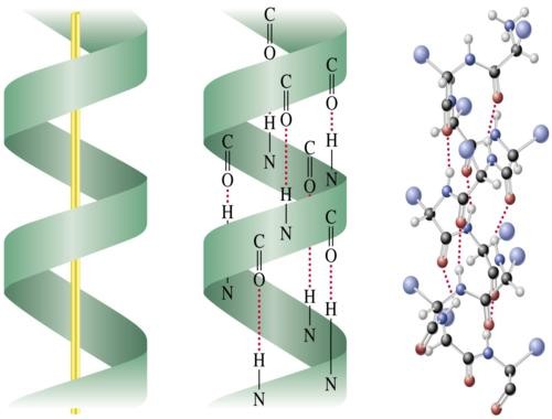 Вторичная структура молекулы. Альфа спираль вторичной структуры белка. Вторичная структура белка Альфа спираль коллаген. Вторичная структура белка Альфа структура. Вторичная структура белка.
