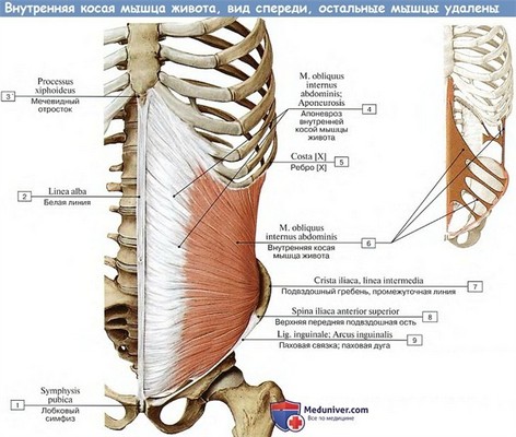 Анатомия: Внутренняя косая мышца живота