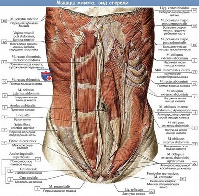 Анатомия: Мышцы живота, вид спереди