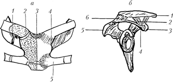 Соединение костей плечевого пояса